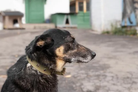 Dog with scars on his muzzle in a shelter for homeless animals. Stock Photos