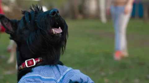 Dog Scottish Terrier Stock Footage 38310925