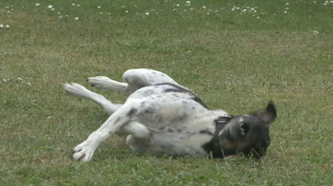 Dog scratch Stock Footage 280309