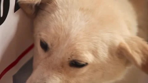 The dog is scratched behind the ear. Stock Footage 263287057