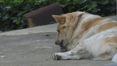 Dog Is Scratching And Cleaning Up Itself Stock Footage 122266528