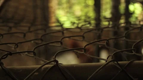 Dog scratching in a cage Video stock 8760635