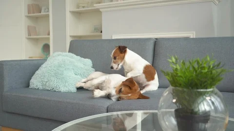 The dog is scratching the dog lying on the couch Видео 125902091
