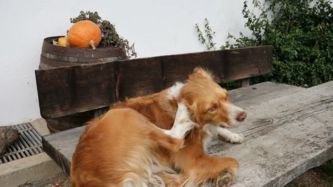 Dog scratching ear with paw Stock Footage 87673629