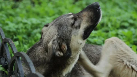 Dog Scratching Видео 25924648
