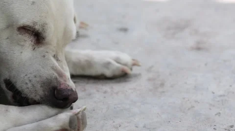 Dog Scratching 스톡 동영상 56334872