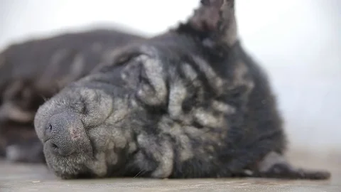 Dog Scratching Stock Footage 78420506