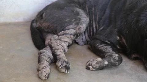 Dog Scratching Stock Footage 78424932