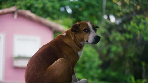 Dog scratching head and looking at camera Stock Footage 307316076