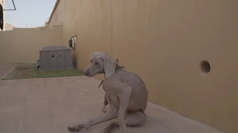 DOG SCRATCHING HIMSELF HD SLOG2 Video stock 65920599