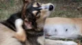 A dog scratching his ear HD Footage