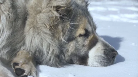 The dog is scratching his paw Stock-Footage 88103636