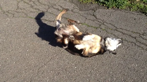Dog scratching its back on concrete Stock Footage 51593273
