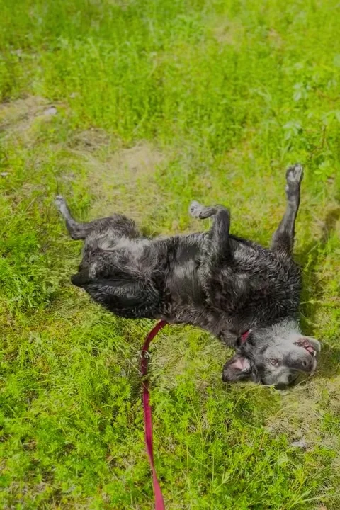 Dog scratching its back on the grass after bathing Vídeos de archivo 240176988