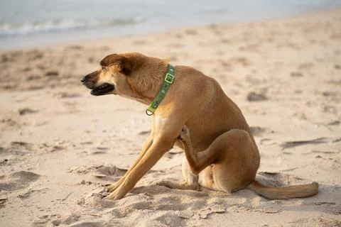Dog scratching itself on sandy beach during sunny day by the ocean Stock Photos