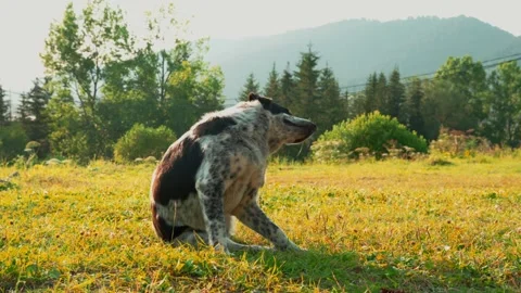 Dog scratching playfully while sunbathing amid verdant mountain meadow landscape Stockbeeldmateriaal 315563307