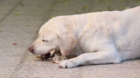 Dog scrunching pig bones Stock Footage 46017447