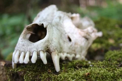 Dog scull Foto stock