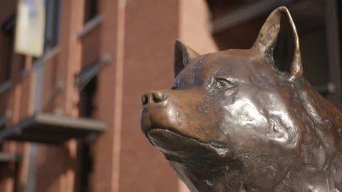 Dog sculpture Stock Footage 102131587