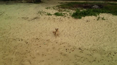 Dog on the sea beach Video stock 303832182