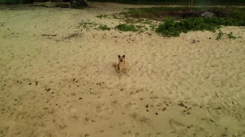 Dog on the sea beach Stock Footage 303832544