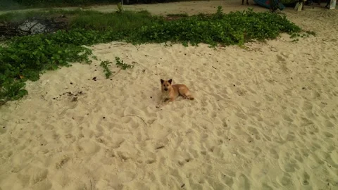 Dog on the sea beach Stock-Footage 303832546