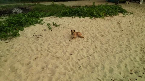 Dog on the sea beach Stock Footage 303833049