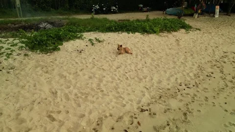 Dog on the sea beach Stock Footage 303833127
