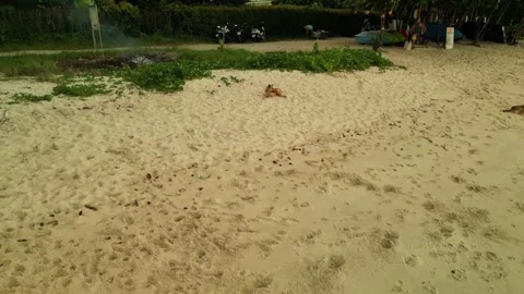 Dog on the sea beach Stock Footage 303833188