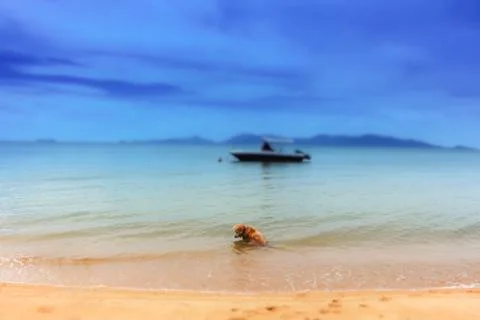 Dog in sea with boat. Stock Photos
