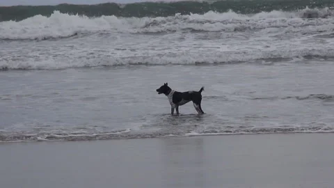 A dog in the sea Stock Footage 89287330
