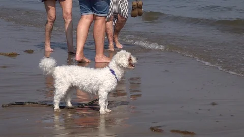 Dog by the sea Stock Footage 91281203