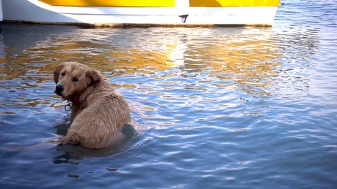 The dog in the sea Stock Footage 92855035