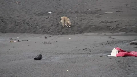 Dog in Search Stock Footage 246163376