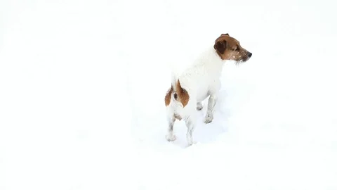Dog searching. Jack Russell terrier hunts Stock Footage 88317258
