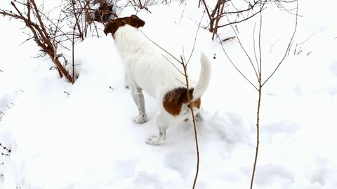 Dog searching. Jack Russell terrier hunts Stock Footage 88317557