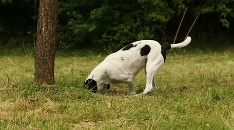 Dog searching slowmo Stock Footage
