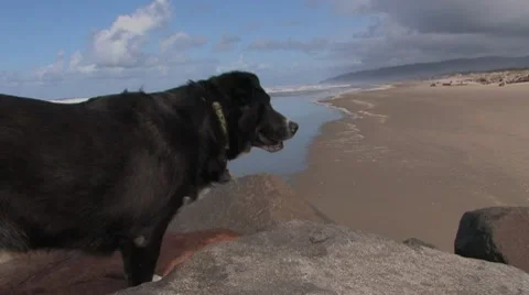 Dog Seas Stock Footage 9516264