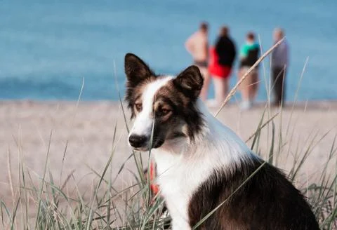 Dog on the seashore in summer. Stock Photos