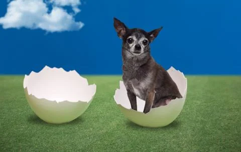 Dog seating inside a cracked egg Stock Photos