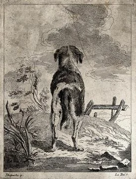 A dog seen from behind looking up to the clouds. Etching by A. F. Le Bas af.. Stock Illustration