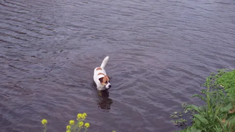Dog seen playing in local river Stock Footage 317008772