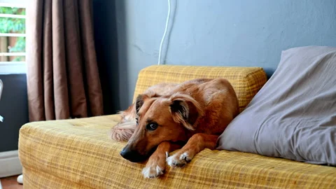 Dog seen resting on sofa shot indoors Stock-Footage 237766690
