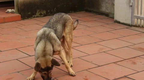 Dog sees mouse Stock Footage 67316884