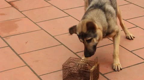 Dog sees mouse Video stock 67317190