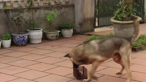 Dog sees mouse Stock Footage 67318838