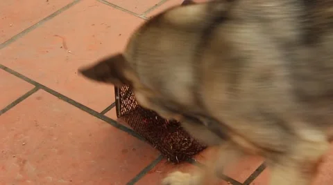 Dog sees mouse Stock Footage 67319209