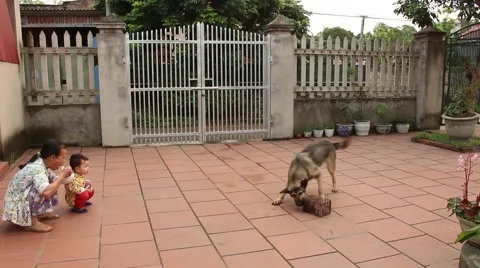 Dog sees mouse Stock Footage 67319273