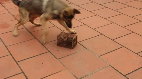 Dog sees mouse Stock Footage 67320144