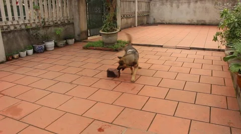 Dog sees mouse Stock Footage 67320742